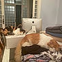 cat, calico_cat, ginger_cat, sleeping, resting, indoor, table, clothes, box, computer_monitor, apple_logo, chair, can, folded_clothes, door, glass_panels, wood_floor, cozy, pet, home