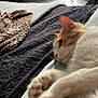 cat, orange_cat, white_cat, bed, quilt, blanket, leopard_print, furniture, chair, indoor, pet, animal, relaxed, lying_down, paw, fur, whiskers, window, natural_light, cozy