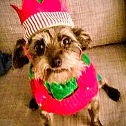 Coco joined the competition — help win amazing prizes! dog, small_dog, costume, elf_hat, christmas, holiday, pet, cute, indoor, sofa, furniture, brown_fur, looking_up, festive, red, green, ears, eyes, animal, sitting