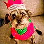 dog, small_dog, costume, elf_hat, christmas, holiday, pet, cute, indoor, sofa, furniture, brown_fur, looking_up, festive, red, green, ears, eyes, animal, sitting