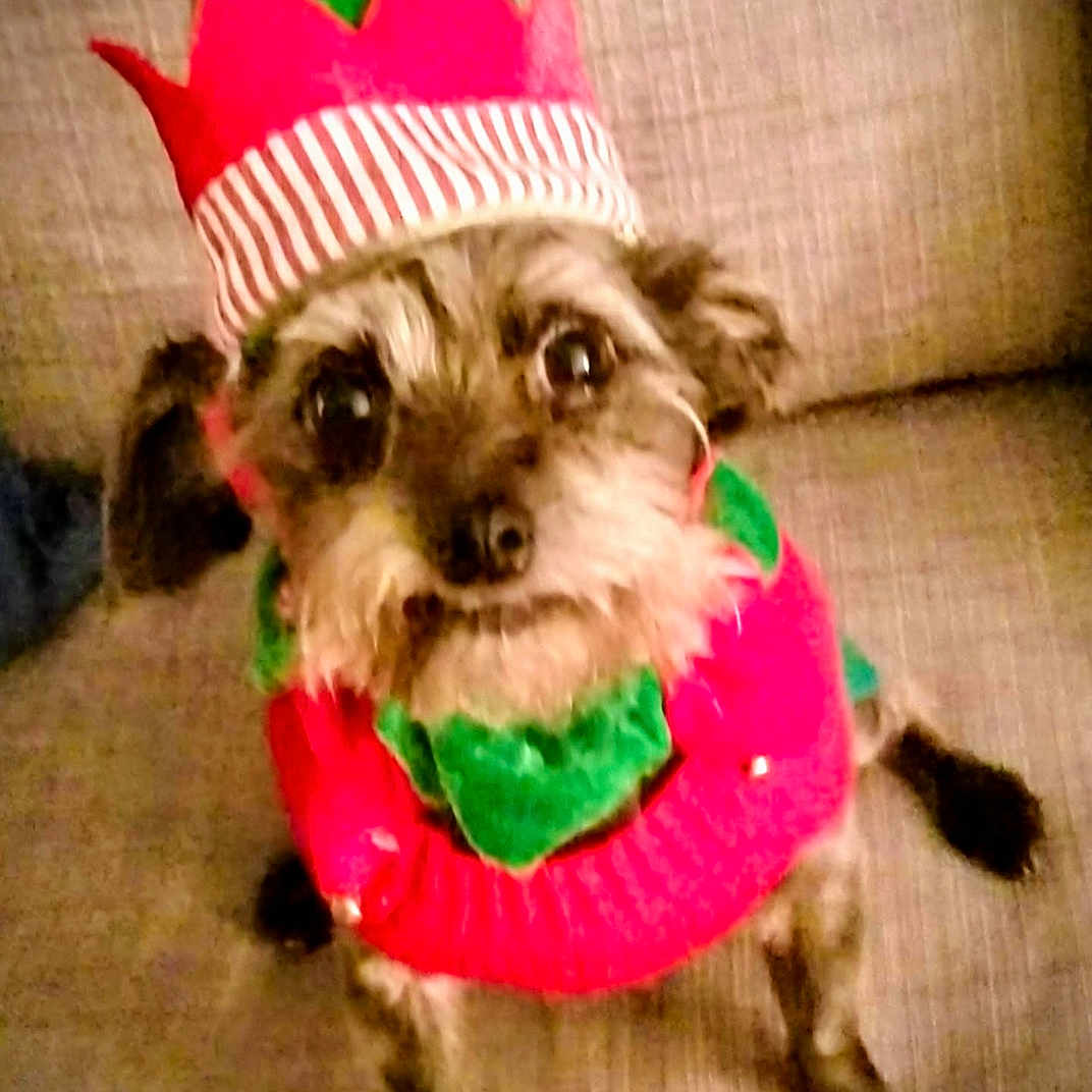 Coco joined the competition — help win amazing prizes! animal, brown_fur, christmas, costume, cute, dog, ears, elf_hat, eyes, festive, furniture, green, holiday, indoor, looking_up, pet, red, sitting, small_dog, sofa