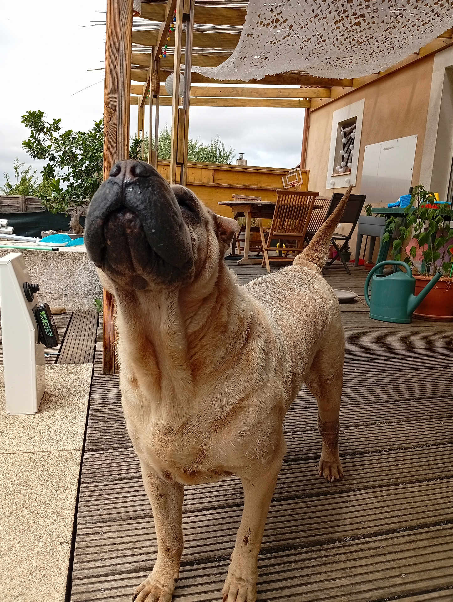 Mystic a rejoint le concours — aidez-le/la à gagner de superbes lots ! dog, outdoor, wooden_deck, patio, furniture, plant, watering_can, canine, pet, animal, nose, tail, fur, collar, wood, chair, table, sky, cloudy, house