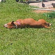 Princess joined the competition — help win amazing prizes! dog, grass, outdoor, sunlight, collar, brown_dog, pet, resting, nature, summer, yard, greenery, animal, canine, relaxation, daytime, fence, equipment, quiet, peaceful
