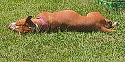Princess joined the competition — help win amazing prizes! dog, grass, outdoor, sunlight, collar, brown_dog, pet, resting, nature, summer, yard, greenery, animal, canine, relaxation, daytime, fence, equipment, quiet, peaceful