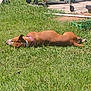 dog, grass, outdoor, sunlight, collar, brown_dog, pet, resting, nature, summer, yard, greenery, animal, canine, relaxation, daytime, fence, equipment, quiet, peaceful