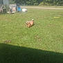 dog, grass, yard, outdoor, sunlight, trees, fence, building, chair, trash_can, relaxing, pet, animal, nature, daytime, blue_sky, rolling, happy, lawn, shadow