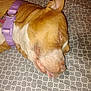 Princess joined the competition — help win amazing prizes! dog, sleeping, bedspread, purple_collar, tongue_out, pet, close_up, brown_dog, white_markings, indoors, resting, animal, cute, domestic_animal, canine, fur, snout, ear, relaxed, nap