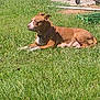 Princess is registered to the contest to win money with this photo: dog, grass, outdoor, sunlight, brown_dog, white_markings, pet, laying_down, yard, green_grass, garden_tools, crate, animal, canine, collar, nature, daytime, resting, peaceful, domestic