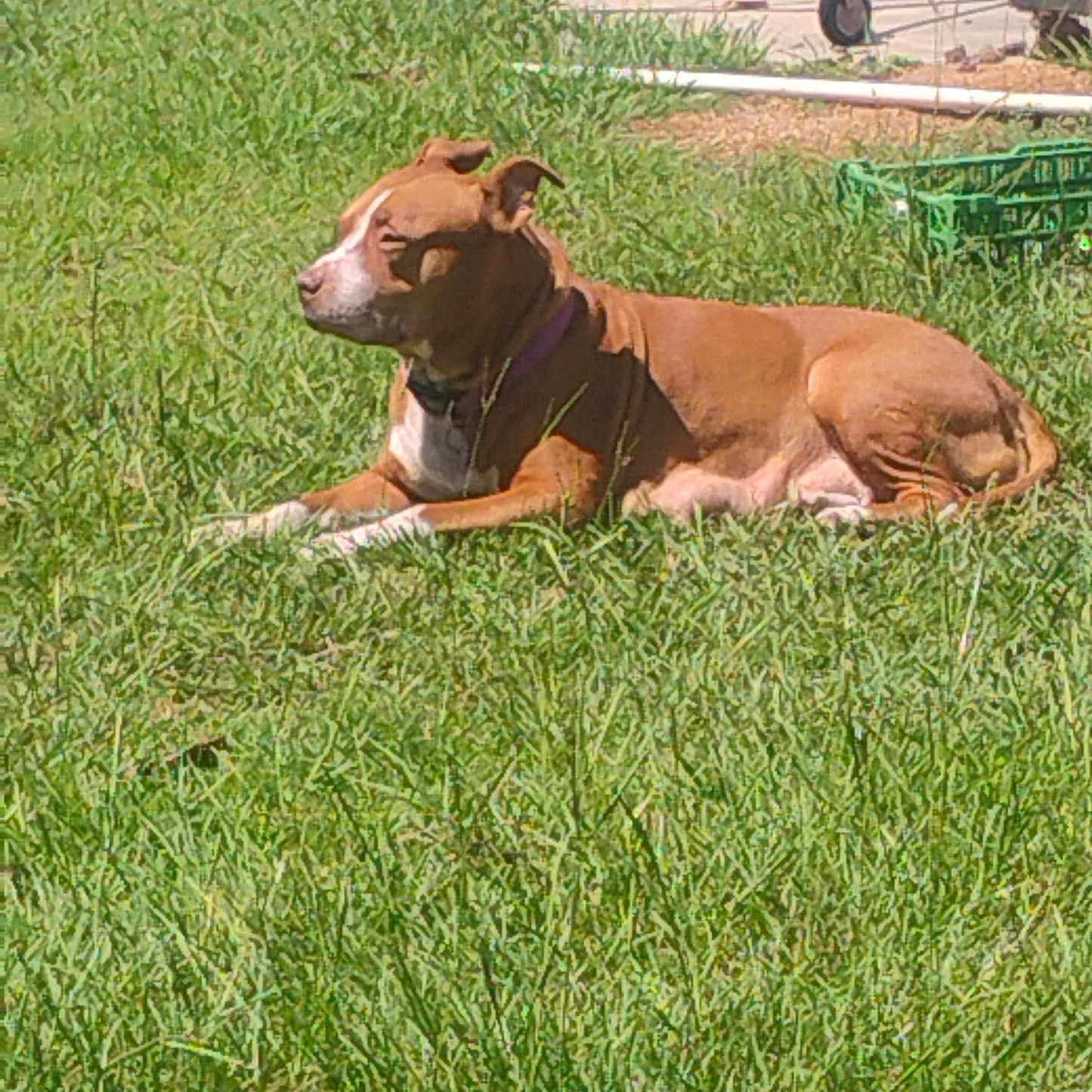 Princess is registered to the contest to win money with this photo: animal, brown_dog, canine, collar, crate, daytime, dog, domestic, garden_tools, grass, green_grass, laying_down, nature, outdoor, peaceful, pet, resting, sunlight, white_markings, yard