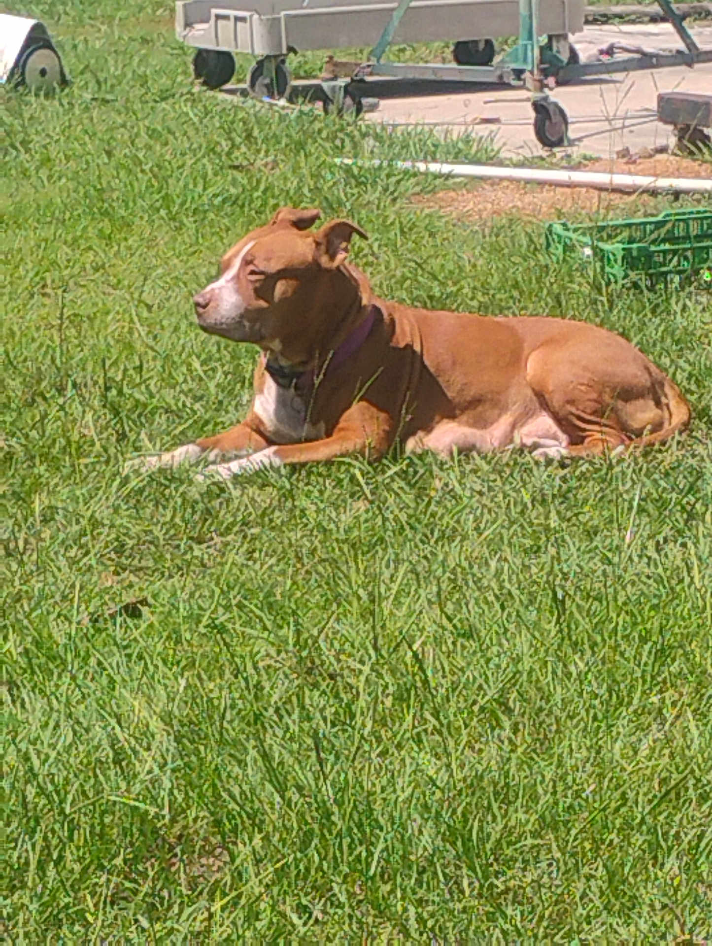 Princess is registered to the contest to win money with this photo: dog, grass, outdoor, sunlight, brown_dog, white_markings, pet, laying_down, yard, green_grass, garden_tools, crate, animal, canine, collar, nature, daytime, resting, peaceful, domestic