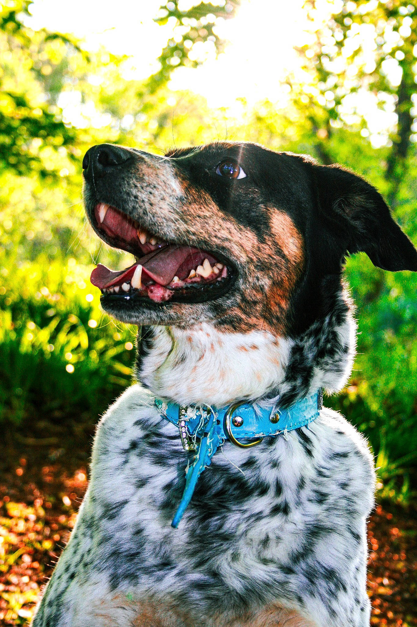 Jet joined the competition — help win amazing prizes! canidae, carnivore, collar, companion_dog, dog, dog_breed, dog_collar, dog_supply, fawn, fur, grass, leash, pet_supply, plant, snout, sporting_group, tree, whiskers, window, working_animal