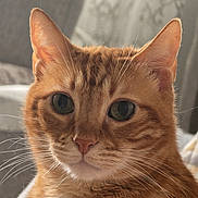 Tigrou joined the competition — help win amazing prizes! animal, cat, close_up, cozy, cute, domestic_cat, ears, face, feline, fur, ginger_cat, green_eyes, indoor, mammal, pet, portrait, relaxed, soft_light, tabby, whiskers