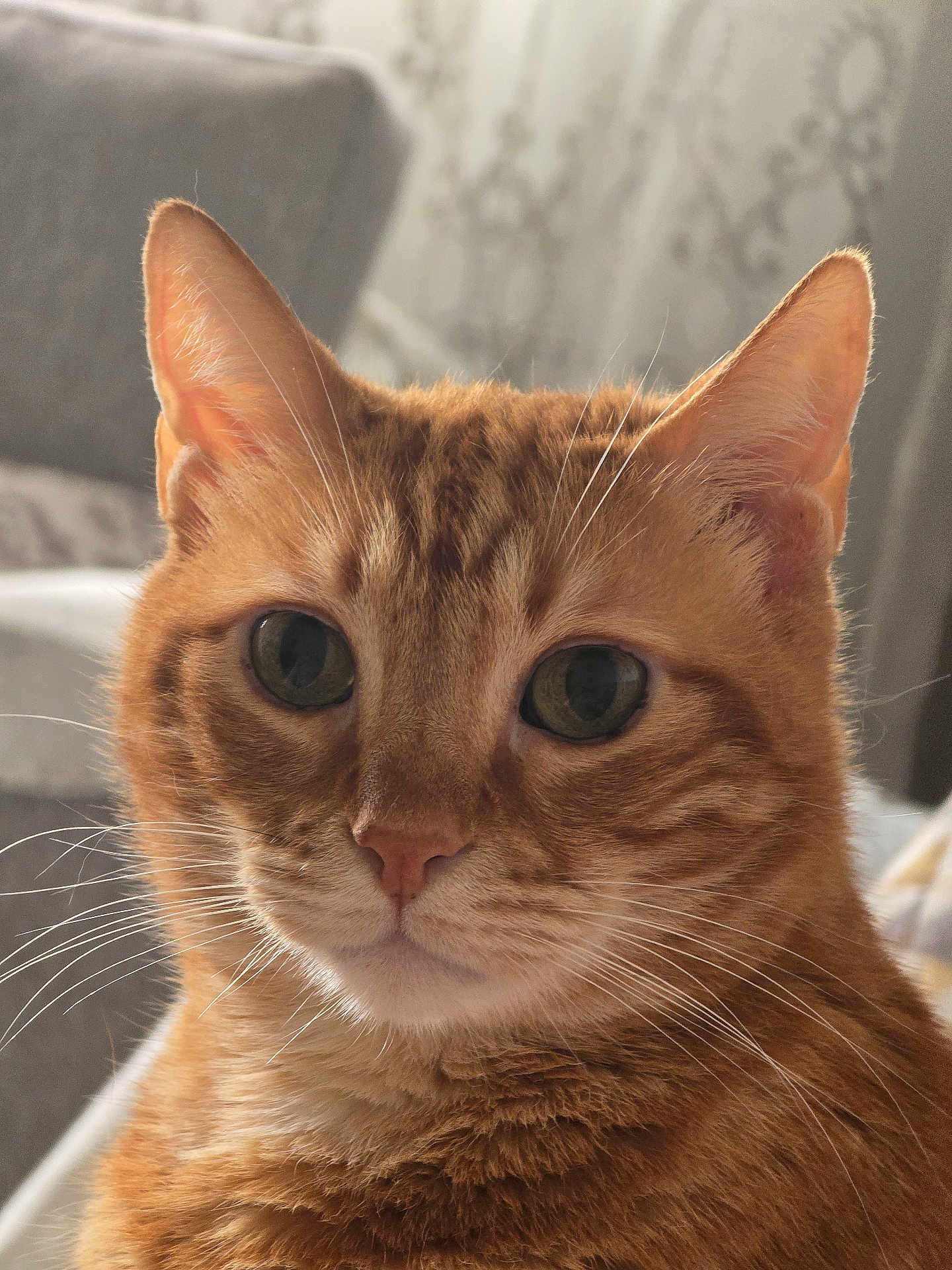 Tigrou