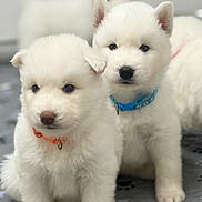 Nuka And Manuk joined the competition — help win amazing prizes! adorable, animal, blanket, blue_collar, collar, curious, cute, dog, floor, fluffy, indoor, orange_collar, pet, puppy, sitting, small, soft_focus, two_puppies, white_fur, young