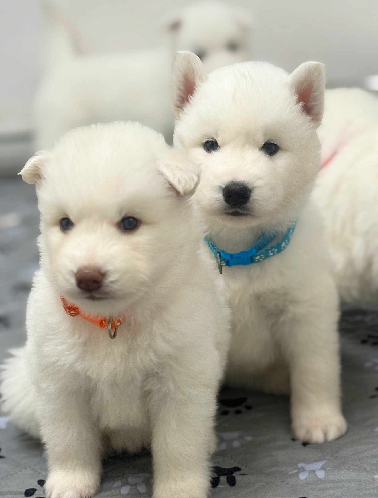 Nuka And Manuk joined the competition — help win amazing prizes! adorable, animal, blanket, blue_collar, collar, curious, cute, dog, floor, fluffy, indoor, orange_collar, pet, puppy, sitting, small, soft_focus, two_puppies, white_fur, young