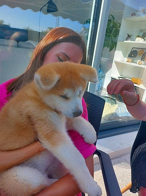 Sunna a rejoint le concours — aidez-le/la à gagner de superbes lots ! blond, carnivore, chair, companion_dog, dog, dog_breed, fawn, fun, pink, plush, pomeranian, shelf, skin, spitz, stuffed_toy, tail, toy, toy_dog, umbrella, whiskers