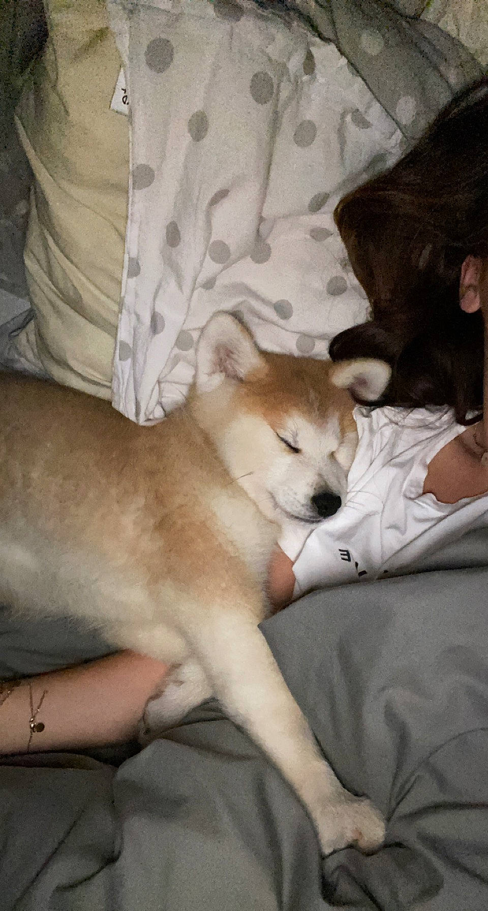 Sunna participe au concours pour gagner de l'argent avec cette photo : canidae, carnivore, comfort, companion_dog, dog, dog_breed, fawn, felidae, fur, human_leg, linens, nap, non_sporting_group, paw, sitting, sporting_group, tail, toy_dog, whiskers, working_animal