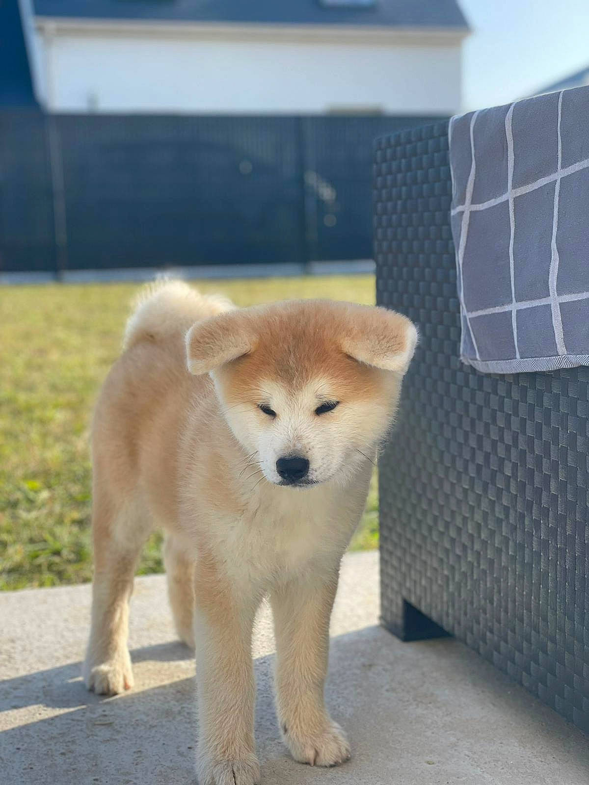 Sunna participe au concours pour gagner de l'argent avec cette photo : ancient_dog_breeds, canidae, carnivore, collar, companion_dog, dog, dog_breed, fawn, fur, non_sporting_group, pet_supply, puppy, snout, sporting_group, tail, terrestrial_animal, wildlife, working_animal, working_dog
