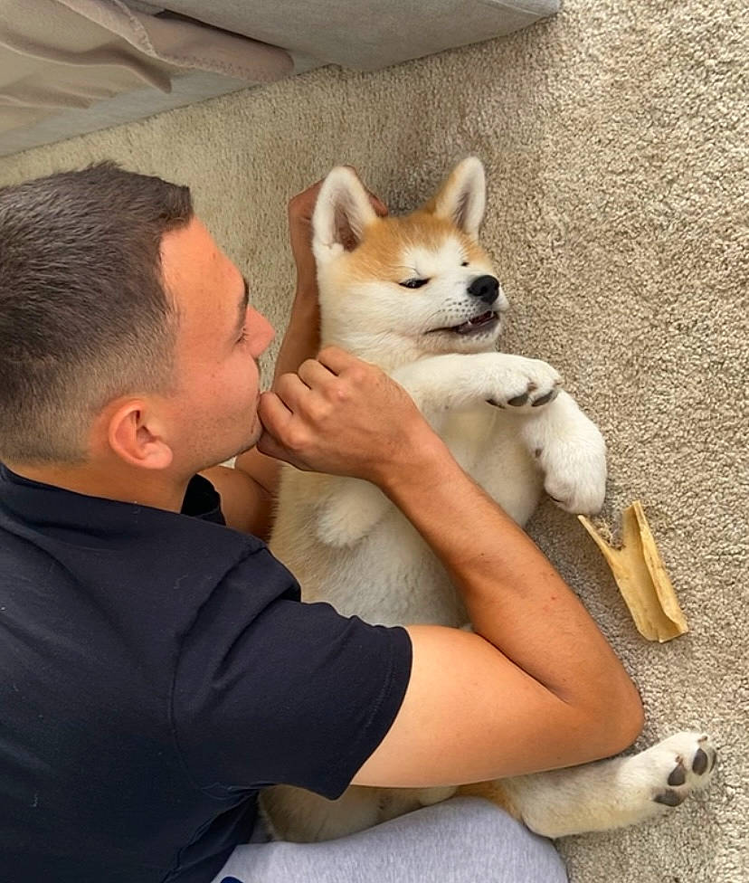 Sunna a rejoint le concours — aidez-le/la à gagner de superbes lots ! ancient_dog_breeds, carnivore, comfort, companion_dog, corgi_chihuahua, dog, dog_breed, fawn, fur, non_sporting_group, sitting, snout, spitz, tail, toy_dog, whiskers