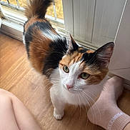 Noisette a rejoint le concours — aidez-le/la à gagner de superbes lots ! animal, calico_cat, cat, closeup, curious, domestic_animal, door, floor, foot, fur, glass_door, green_eyes, indoor, looking_up, natural_light, person, pet, sock, tail, wooden_floor