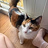 animal, calico_cat, cat, closeup, curious, domestic_animal, door, floor, foot, fur, glass_door, green_eyes, indoor, looking_up, natural_light, person, pet, sock, tail, wooden_floor