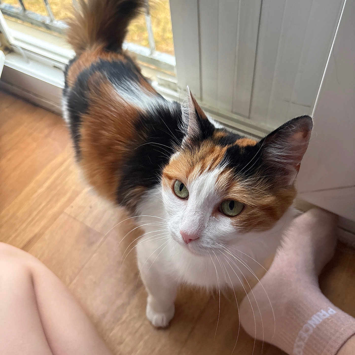 Noisette