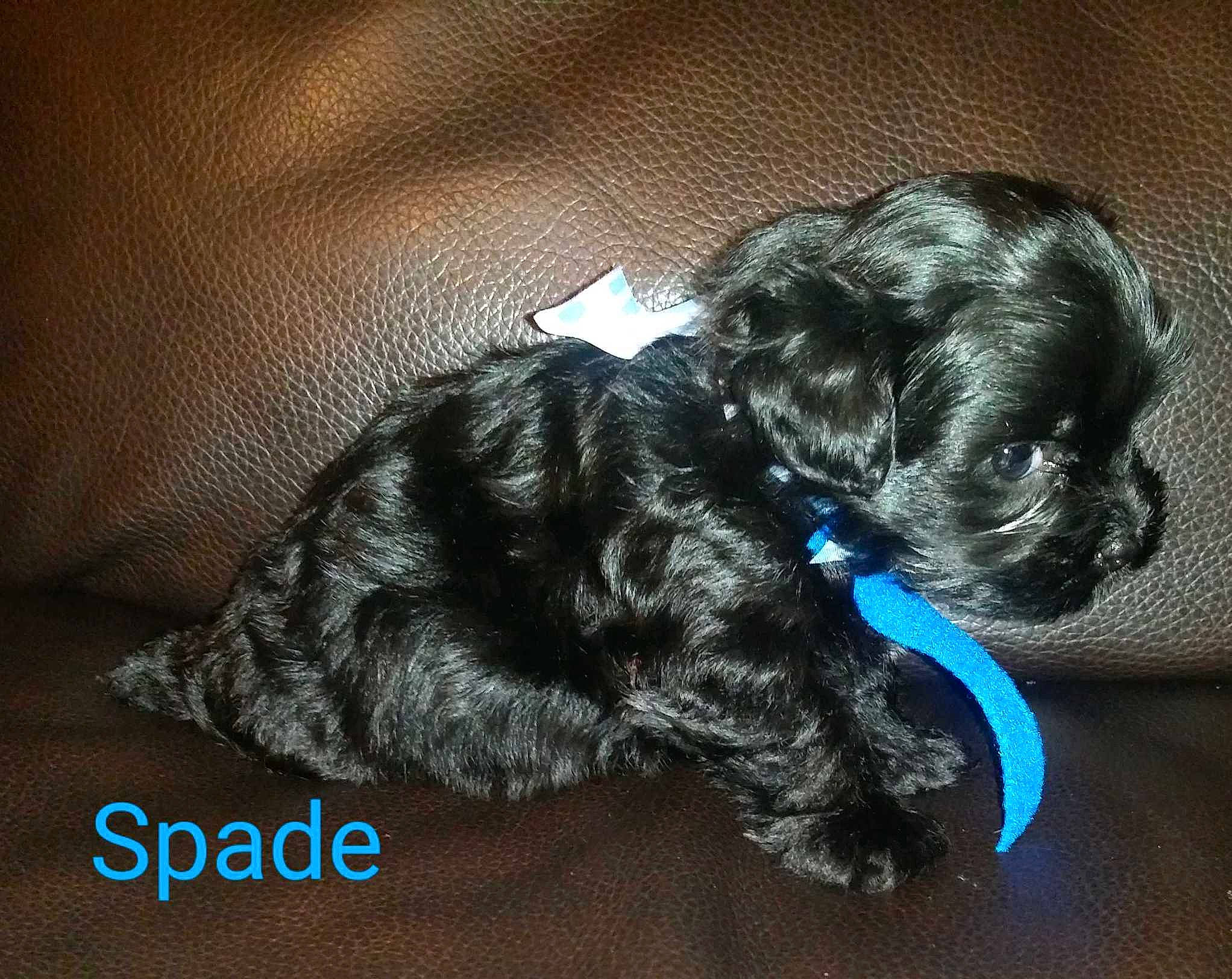 Spade joined the competition — help win amazing prizes! bolonka, canidae, carnivore, cavapoo, companion_dog, dog, dog_breed, havanese, maltepoo, mammal, pekapoo, puppy, schnoodle, shih_poo, shih_tzu, sporting_group, toy_dog, toy_poodle, vertebrate, yorkipoo