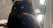 Kitty participe au concours pour gagner de l'argent avec cette photo : black_cat, cat, pet, animal, indoor, vanity_lights, mirror, dried_grasses, white_surface, stretching, curious, feline, whiskers, ears, soft_light, close_up, relaxed, cozy, home, decor