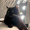 animal, black_cat, cat, close_up, cozy, curious, decor, dried_grasses, ears, feline, home, indoor, mirror, pet, relaxed, soft_light, stretching, vanity_lights, whiskers, white_surface