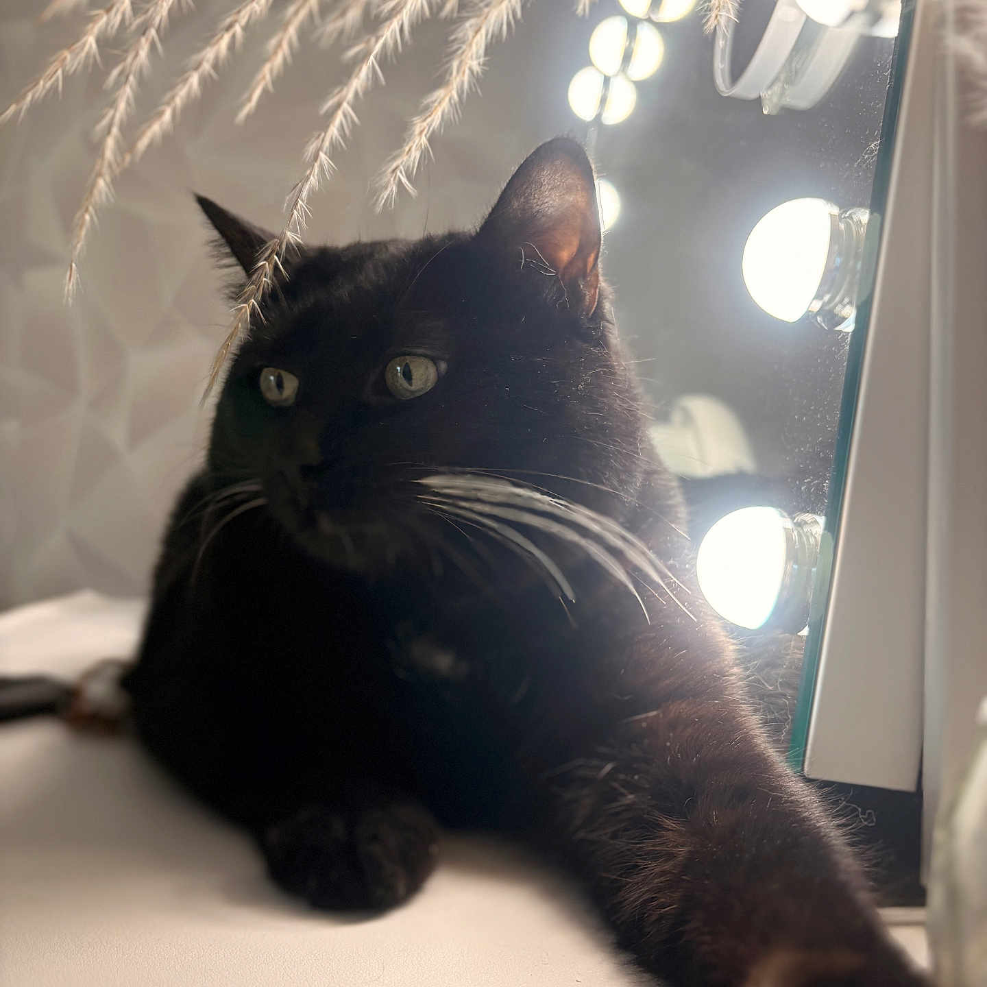 Kitty