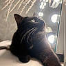Kitty participe au concours pour gagner de l'argent avec cette photo : black_cat, cat, pet, animal, stretching, vanity_mirror, lights, reflection, pampas_grass, indoor, cozy, soft_light, whiskers, close_up, feline, portrait, curious, relaxed, home, decor