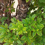 Mika participe au concours pour gagner de l'argent avec cette photo : animal_face, bush, cat, curious, eyes, feline, fur, green_leaves, hidden, kitten, nature, outdoor, pet, plants, playful, small_animal, sunlight, tabby, whiskers, young_animal