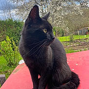 Vladim participe au concours pour gagner de l'argent avec cette photo : animal, black_cat, blossom, cat, closeup, cloudy, curious, daylight, fur, garden, greenery, nature, outdoor, pet, red_table, sitting, sky, spring, tree, whiskers