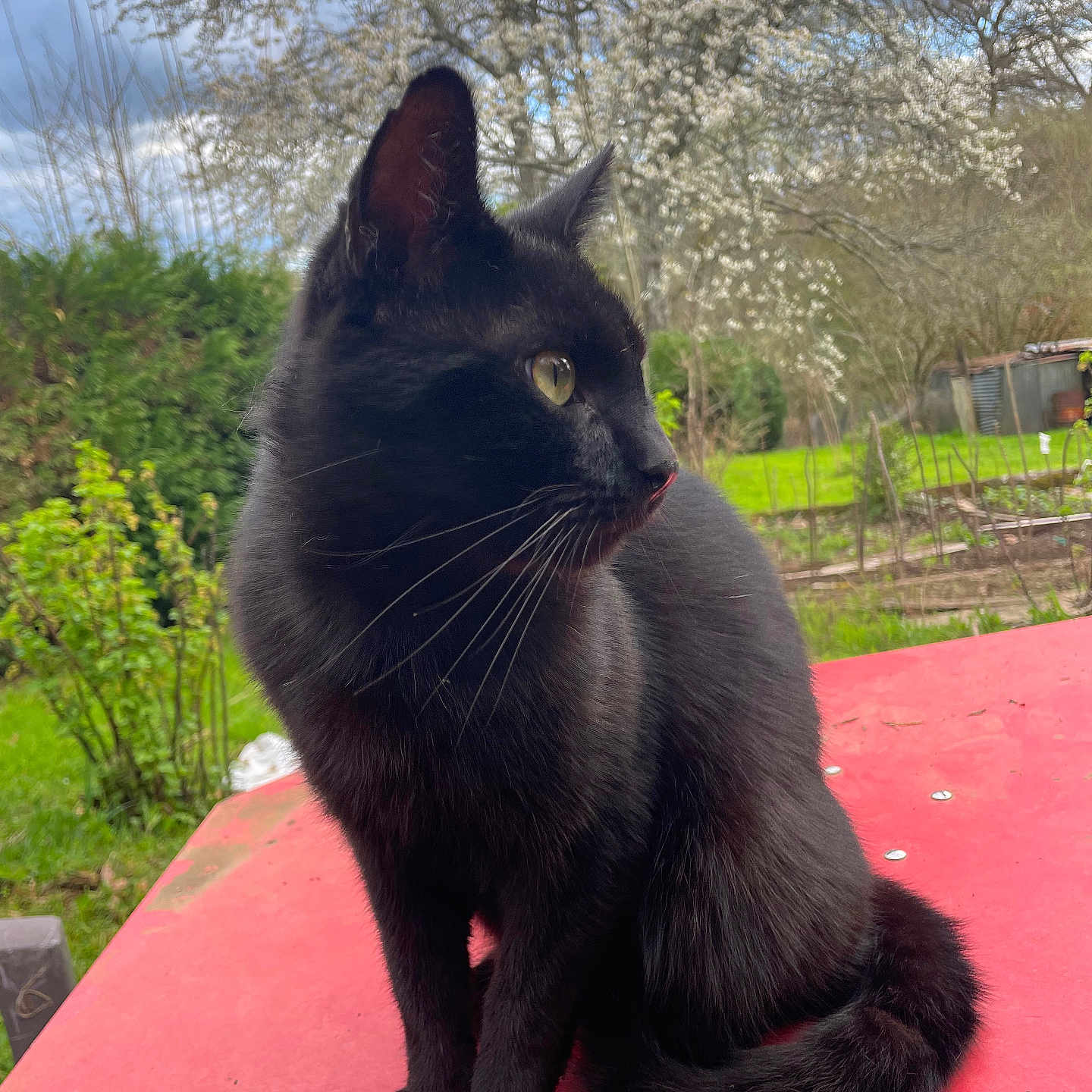Vladim participe au concours pour gagner de l'argent avec cette photo : animal, black_cat, blossom, cat, closeup, cloudy, curious, daylight, fur, garden, greenery, nature, outdoor, pet, red_table, sitting, sky, spring, tree, whiskers