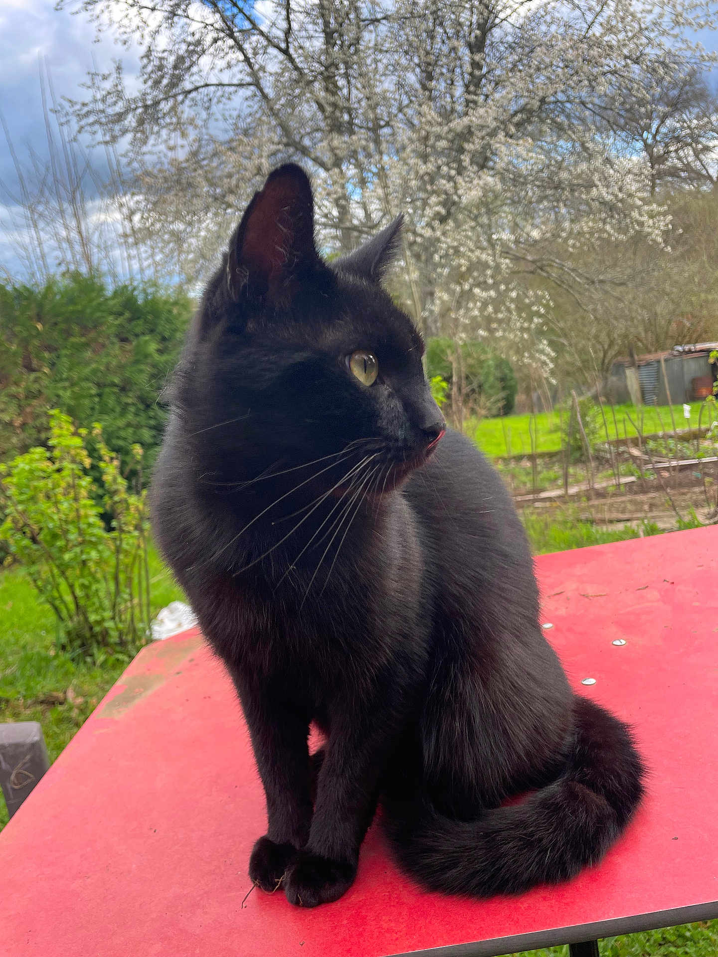 Vladim participe au concours pour gagner de l'argent avec cette photo : animal, black_cat, blossom, cat, closeup, cloudy, curious, daylight, fur, garden, greenery, nature, outdoor, pet, red_table, sitting, sky, spring, tree, whiskers