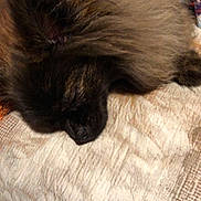Rumba participe au concours pour gagner de l'argent avec cette photo : dog, sleeping, fluffy, fur, blanket, cozy, resting, pet, animal, indoors, cute, relaxation, soft, brown, texture, closeup, snout, ears, comfort, nap
