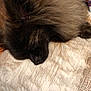 dog, sleeping, fluffy, fur, blanket, cozy, resting, pet, animal, indoors, cute, relaxation, soft, brown, texture, closeup, snout, ears, comfort, nap
