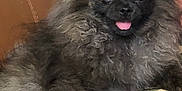 Rumba a rejoint le concours — aidez-le/la à gagner de superbes lots ! dog, pomeranian, fluffy, black, gray, tongue_out, pet, indoor, couch, furniture, person, camouflage, pants, closeup, cute, animal, companion, relaxed, sitting, portrait