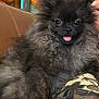 dog, pomeranian, fluffy, black, gray, tongue_out, pet, indoor, couch, furniture, person, camouflage, pants, closeup, cute, animal, companion, relaxed, sitting, portrait