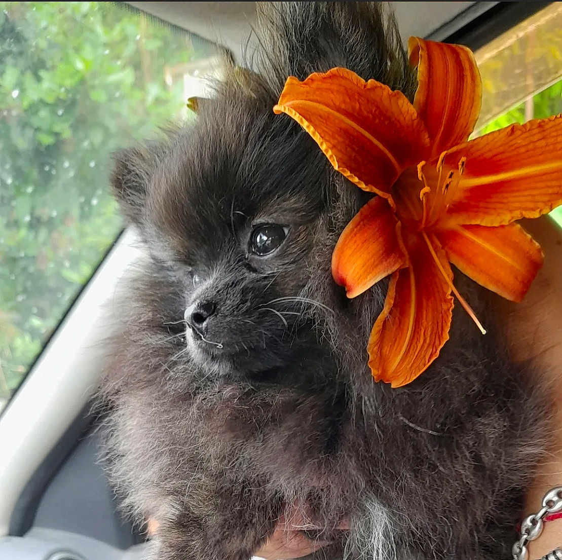 Rumba participe au concours pour gagner de l'argent avec cette photo : puppy, dog, flower, orange_flower, fluffy, black_dog, car_interior, window, cute, pet, portrait, closeup, animal, nature_background, furry, young_dog, adorable, domestic_animal, looking_away, hand_holding