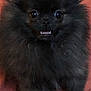 Rumba participe au concours pour gagner de l'argent avec cette photo : dog, pomeranian, black_dog, fluffy, pet, animal, wide_eyes, teeth, fur, cute, indoor, blanket, small_dog, canine, companion, alert, portrait, sitting, furry, curious