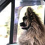 Rumba participe au concours pour gagner de l'argent avec cette photo : dog, fluffy, car, window, side_view, pet, animal, travel, motion_blur, fur, canine, portrait, looking_out, seat, interior, daylight, cute, companion, profile, domestic_animal