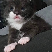 Simon is registered to the contest to win money with this photo: kitten, cat, paw, black_and_white, fur, cute, pet, animal, whiskers, closeup, indoor, resting, soft, young, small, adorable, pink_nose, claws, face, mammal