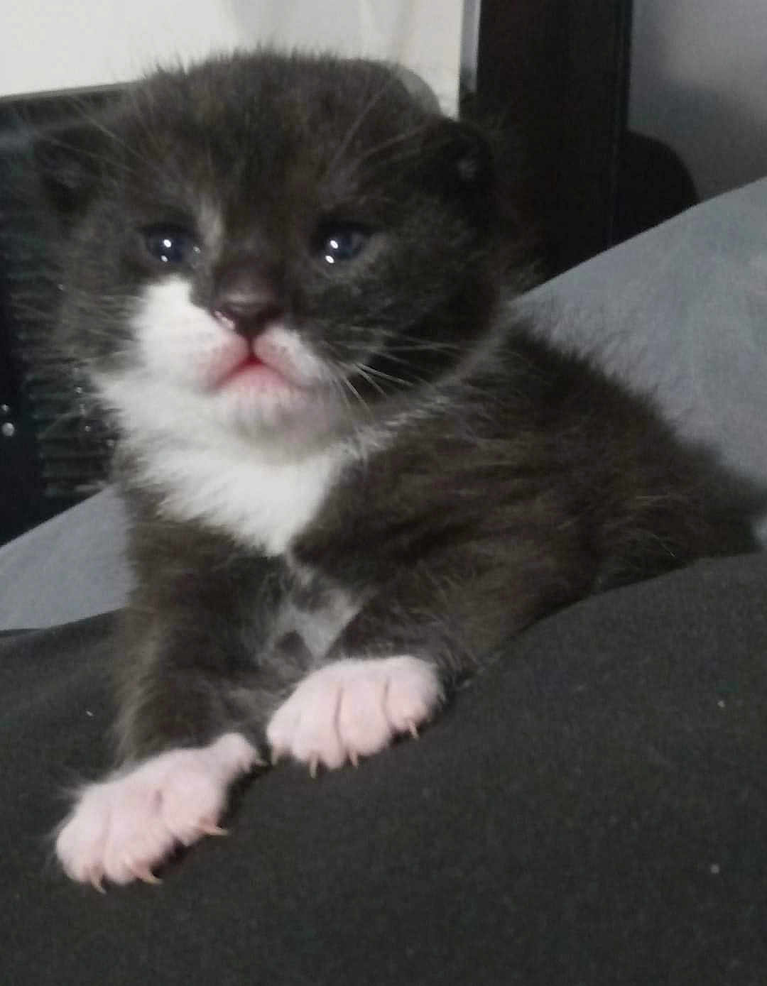 Simon is registered to the contest to win money with this photo: kitten, cat, paw, black_and_white, fur, cute, pet, animal, whiskers, closeup, indoor, resting, soft, young, small, adorable, pink_nose, claws, face, mammal