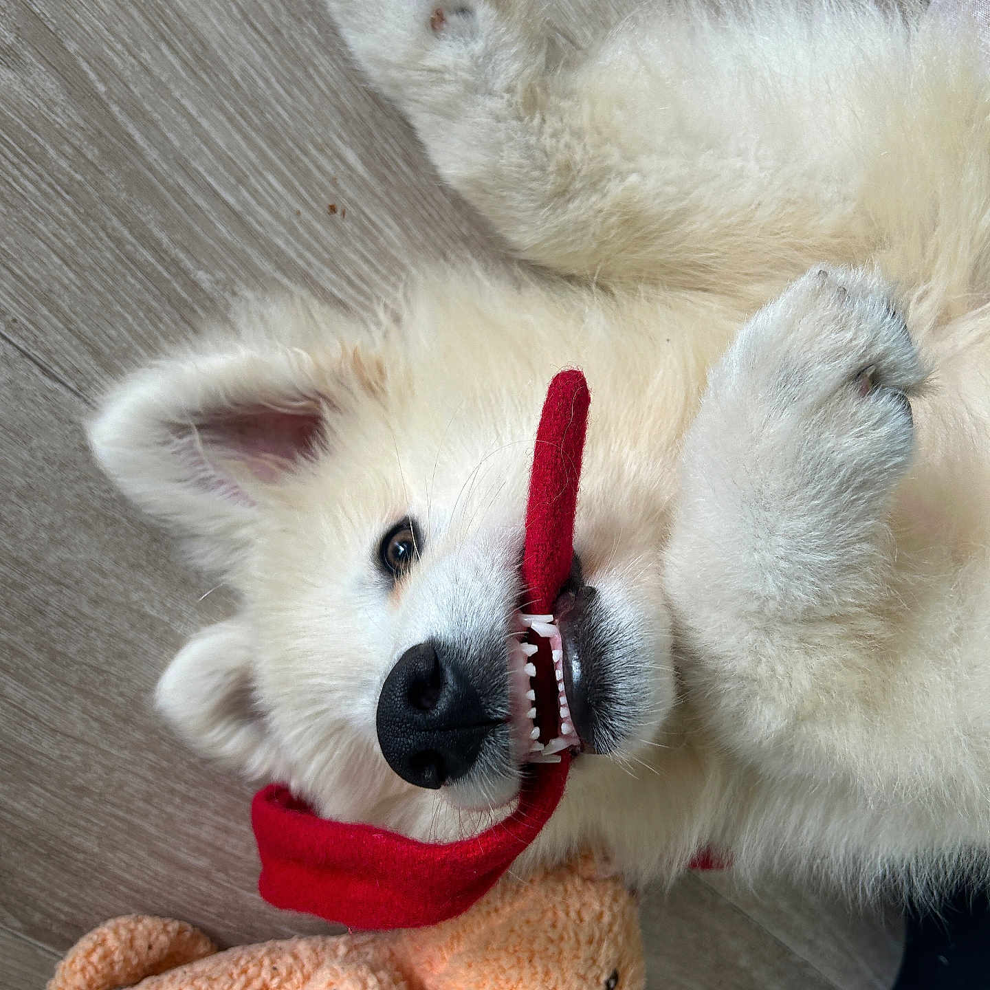 Volt a rejoint le concours — aidez-le/la à gagner de superbes lots ! animal, bodypart, canine, dog, eskimodog, fox, husky, mouth, person, pet, plush, puppy, snout, teddybear, terrier, toy, whitedog