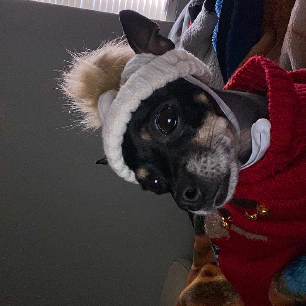 Luna joined the competition — help win amazing prizes! black, blanket, blinds, brown, canine, cozy, cute, dog, fur, hat, indoor, pet, pom_pom, resting, small_dog, snuggled, sweater, warm, white, window