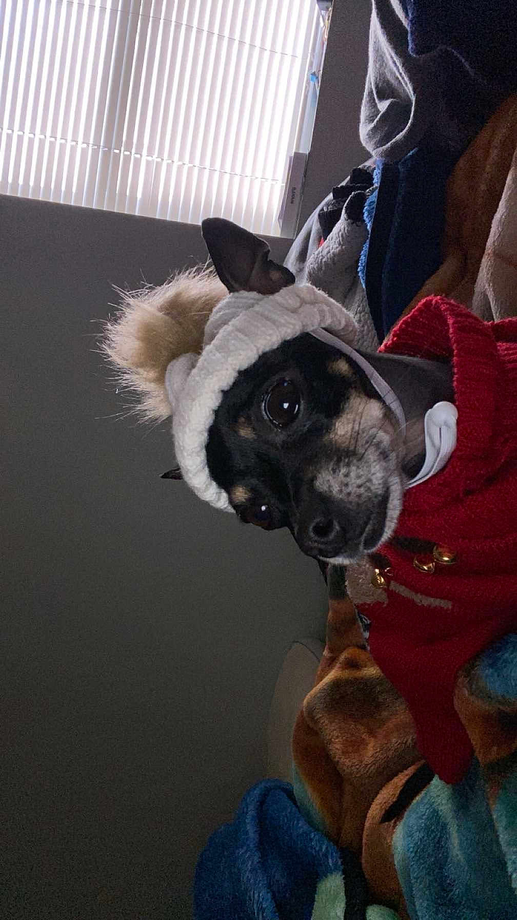 Luna joined the competition — help win amazing prizes! dog, hat, pom_pom, sweater, blanket, indoor, pet, cozy, window, blinds, brown, black, white, canine, warm, cute, snuggled, fur, small_dog, resting