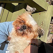 Saddie joined the competition — help win amazing prizes! dog, small_dog, fluffy, outdoor, sunlight, green_wood, person, hand, blue_shirt, tongue_out, cute, pet, relaxed, fur, close_up, holding, shadow, tuft_of_hair, nature, wooden_structure