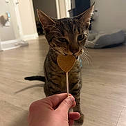 Pupa is registered to the contest to win money with this photo: animal, background, cat, close_up, curious, cute, domestic, ears, feline, floor, hand, heart_shaped, indoor, pet, pet_bed, sniffing, tabby, treat, whiskers, wooden_floor