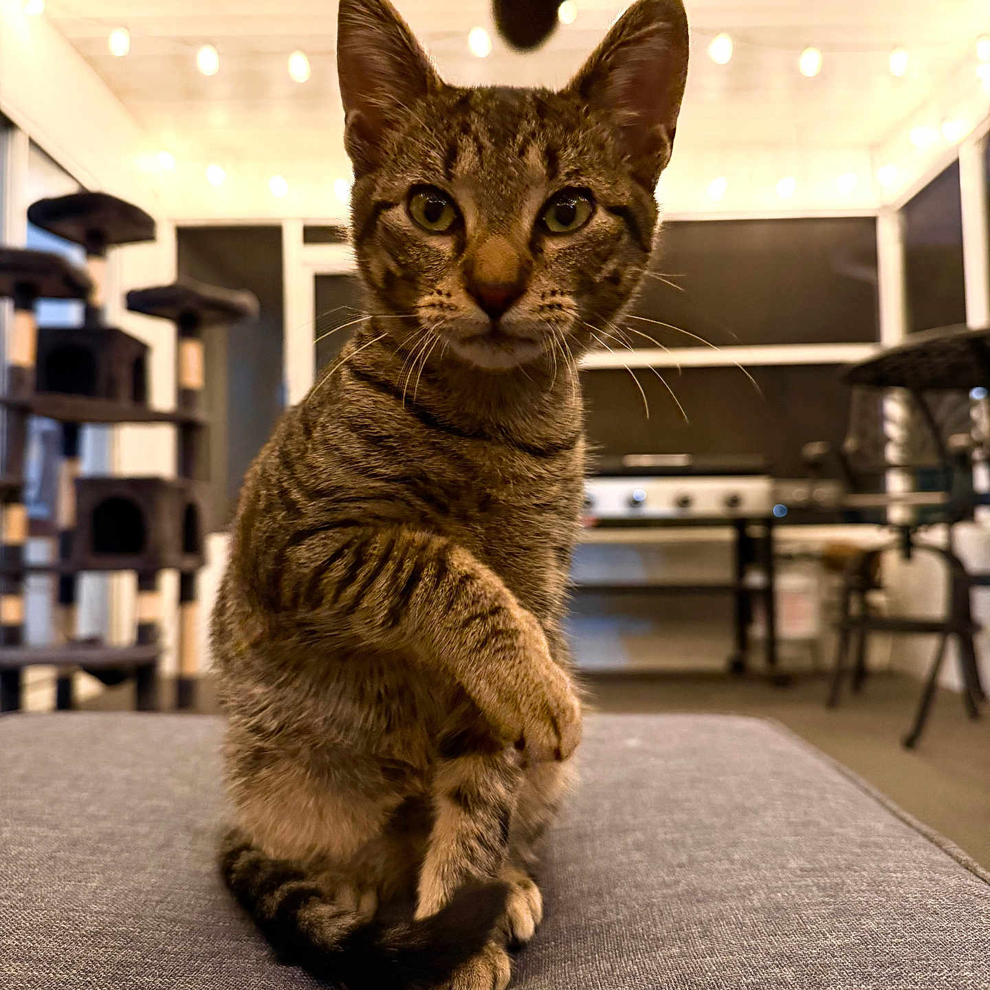 Pupa is registered to the contest to win money with this photo: cat, tabby_cat, pet, indoor, furniture, string_lights, ceiling_fan, raised_paw, gray_surface, focused, whiskers, ears, tail, domestic_animal, cute, looking_at_camera, cozy, home, cat_tree, background